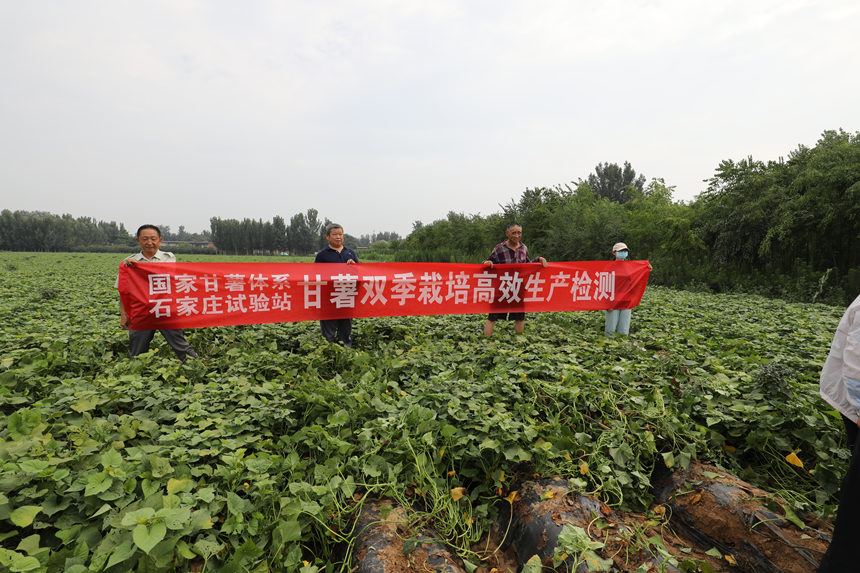 国家甘薯体系石家庄试验站走进邱县开展红薯测产测质测效。孙海峰摄