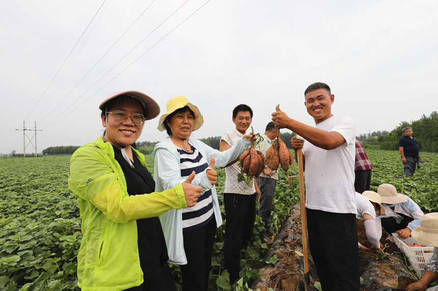 经过测产测质测效，工作人员对邱县当前红薯生长情况给予良好评价。孙海峰摄