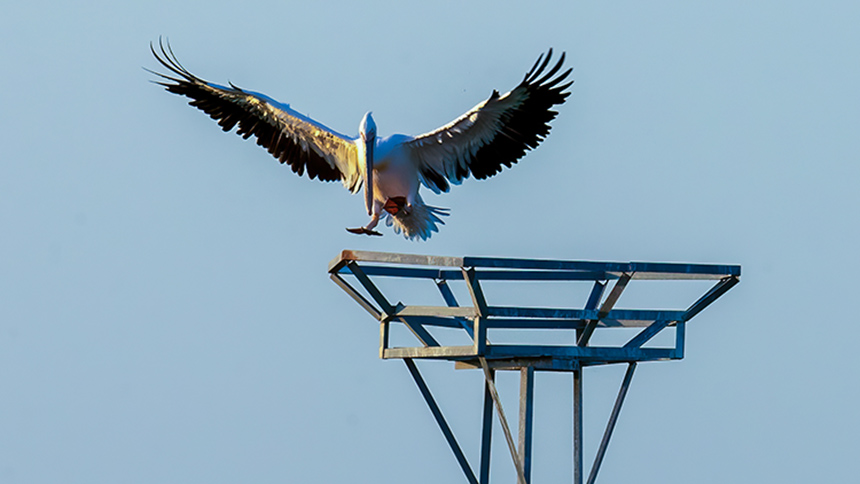白鹈鹕首次现身曹妃甸湿地。刘洵摄