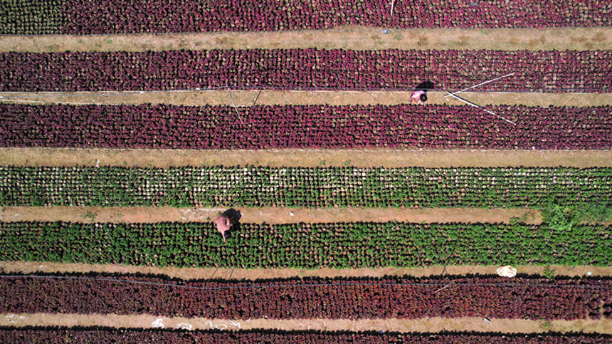 河北省邢台市任澤區北甘寨村一家花卉基地的花農正在除草（無人機照片）。 宋杰攝