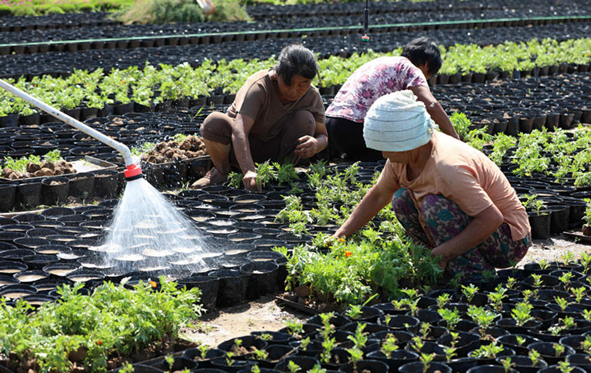 河北省邢台市任澤區北甘寨村一家花卉基地的花農正在種植孔雀草。 宋杰攝