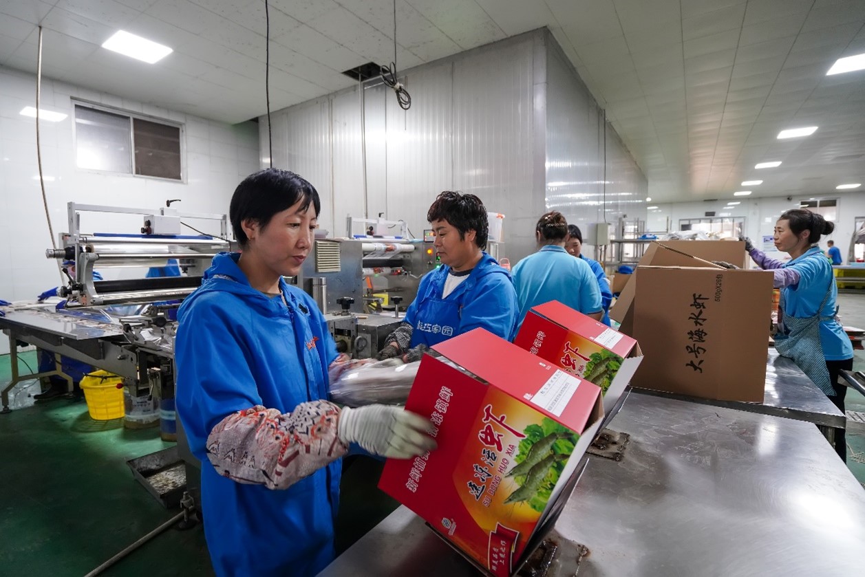 河北省滦南县柏各庄镇唐山江汇水产品有限公司生产车间里，工人在封装冷冻对虾。张永新摄