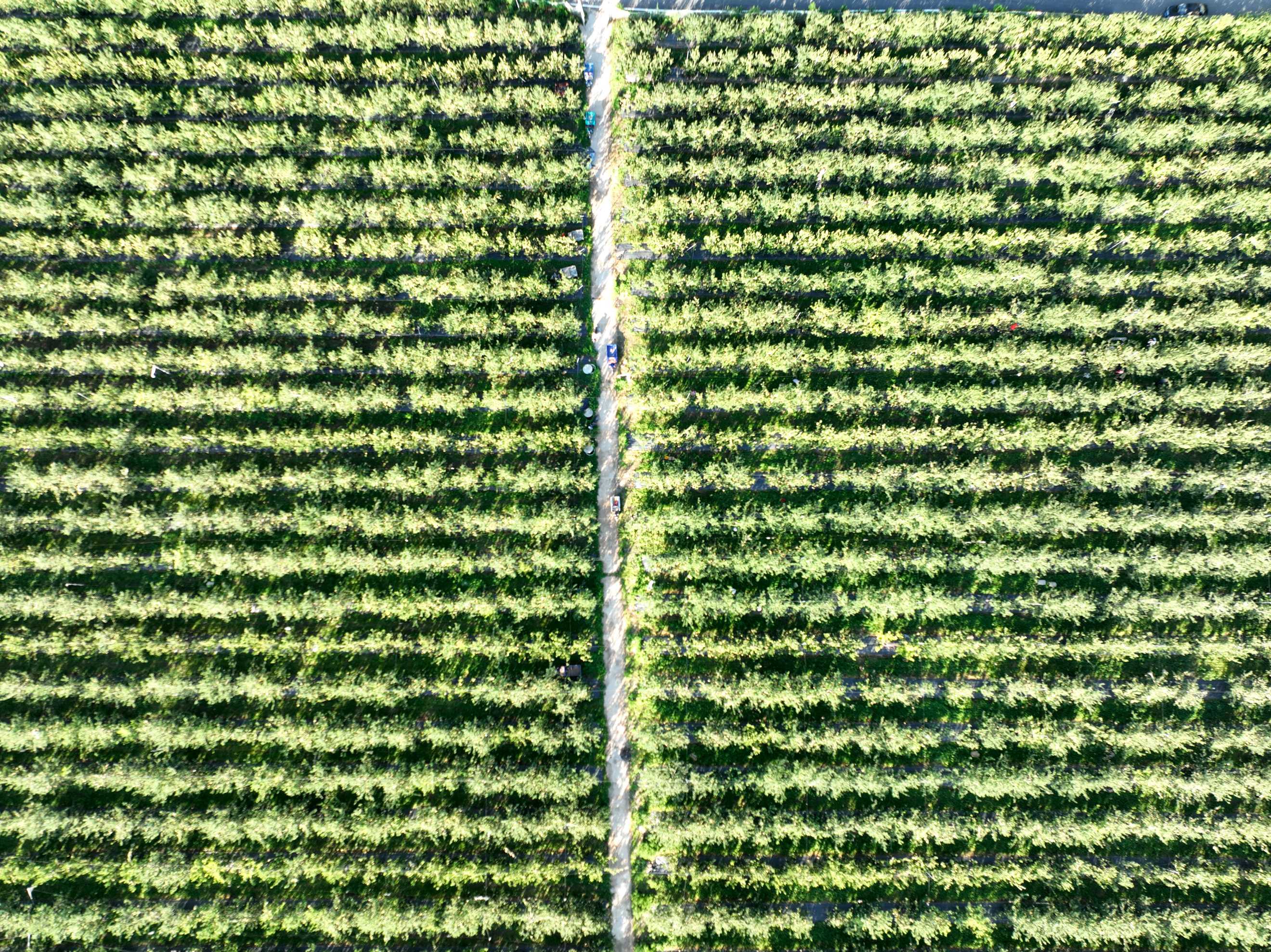 易县台底村千亩苹果种植基地（无人机拍摄）。 崔金龙摄