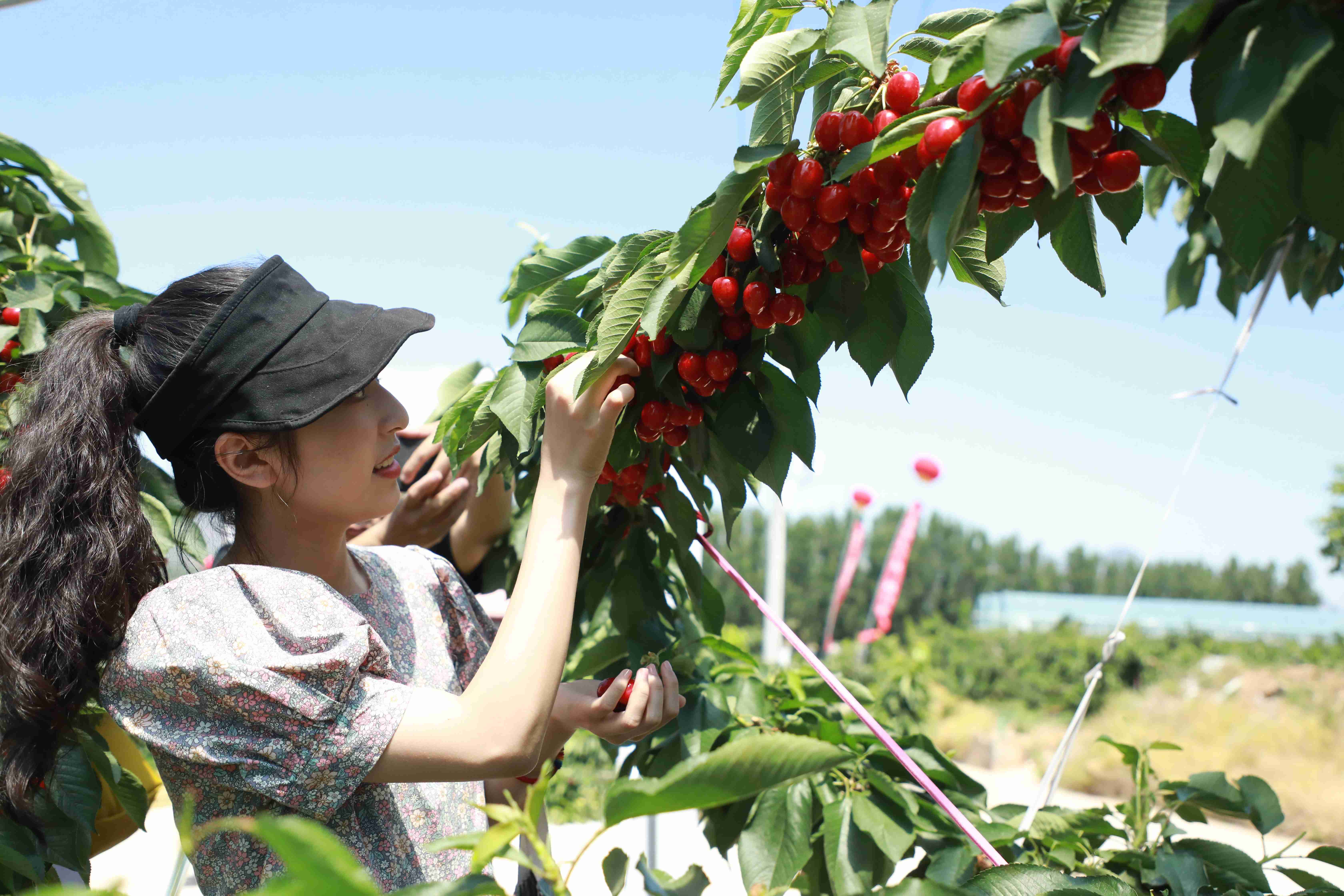 游客在易县塘湖镇生态樱桃种植园内采摘。 宿亚楠摄