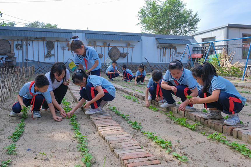 高阳县春蕾小学学生进行劳动体验活动。 庞超英摄