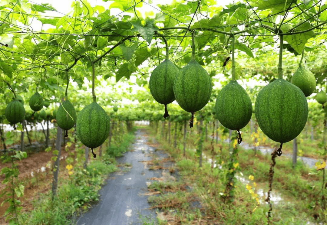 在盐山县薛堂村瓜蒌产业种植基地内，翠绿的瓜蒌长势喜人。盐山县宣传部供图