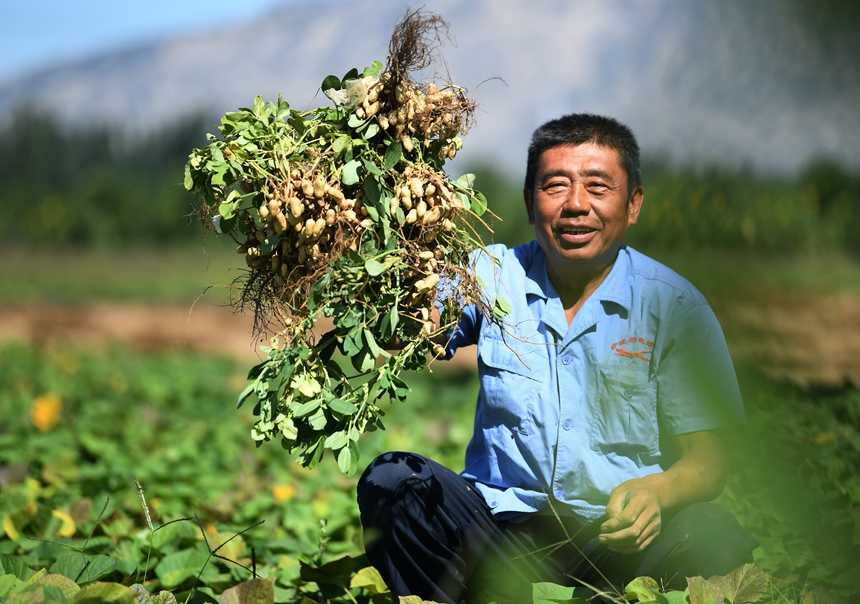 张家口市怀来县大黄庄镇东杨庄村农民收获花生。 孙慧军摄