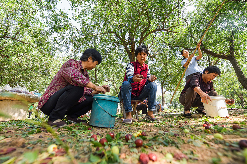 河北省邯郸市邯山区河沙镇小堤村村民在捡拾红枣。李昊摄
