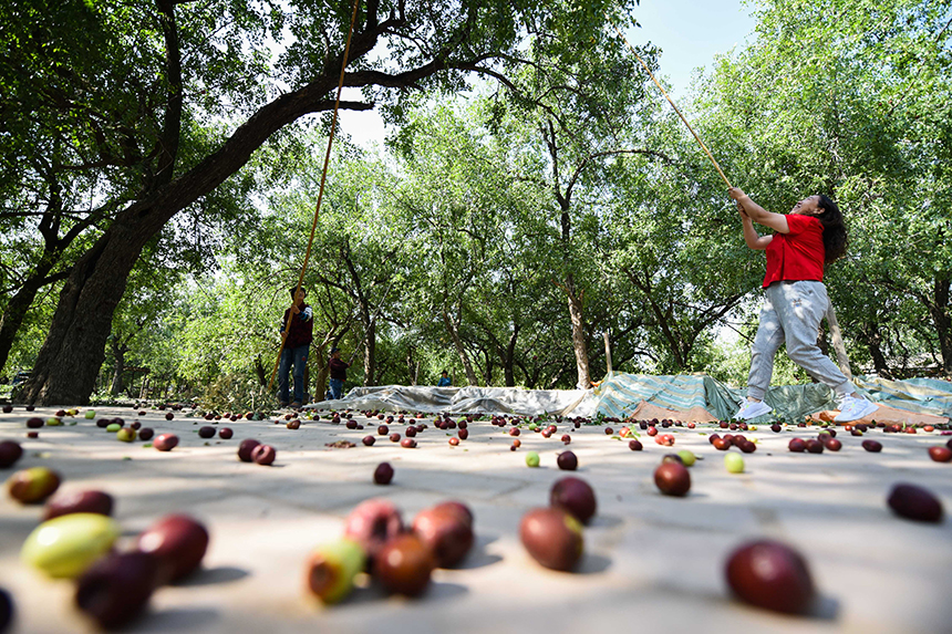 游客在河北省邯郸市邯山区河沙镇小堤村收获红枣。李昊摄