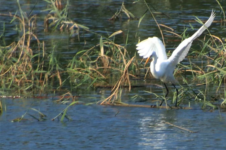河北省泊頭市清涼江邊，白鷺在此覓食、棲息。毛長林攝