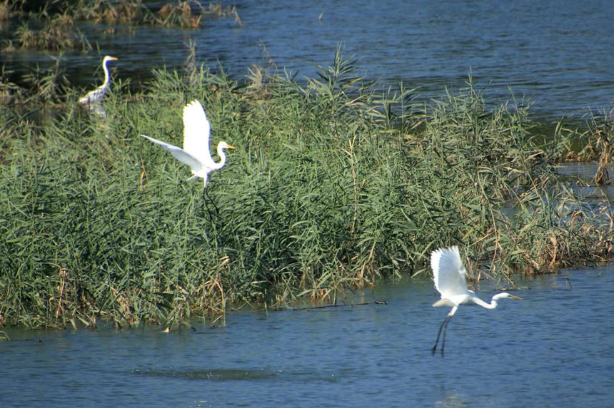 河北省泊頭市清涼江邊，白鷺在此覓食、棲息。毛長林攝