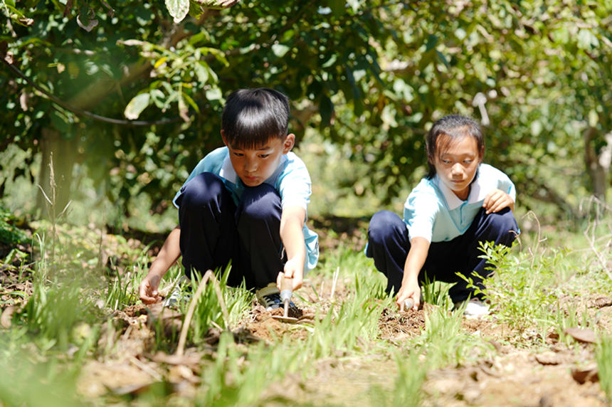 河北省临城县赵庄中心小学学生在劳动基地体验劳动。 王永周摄