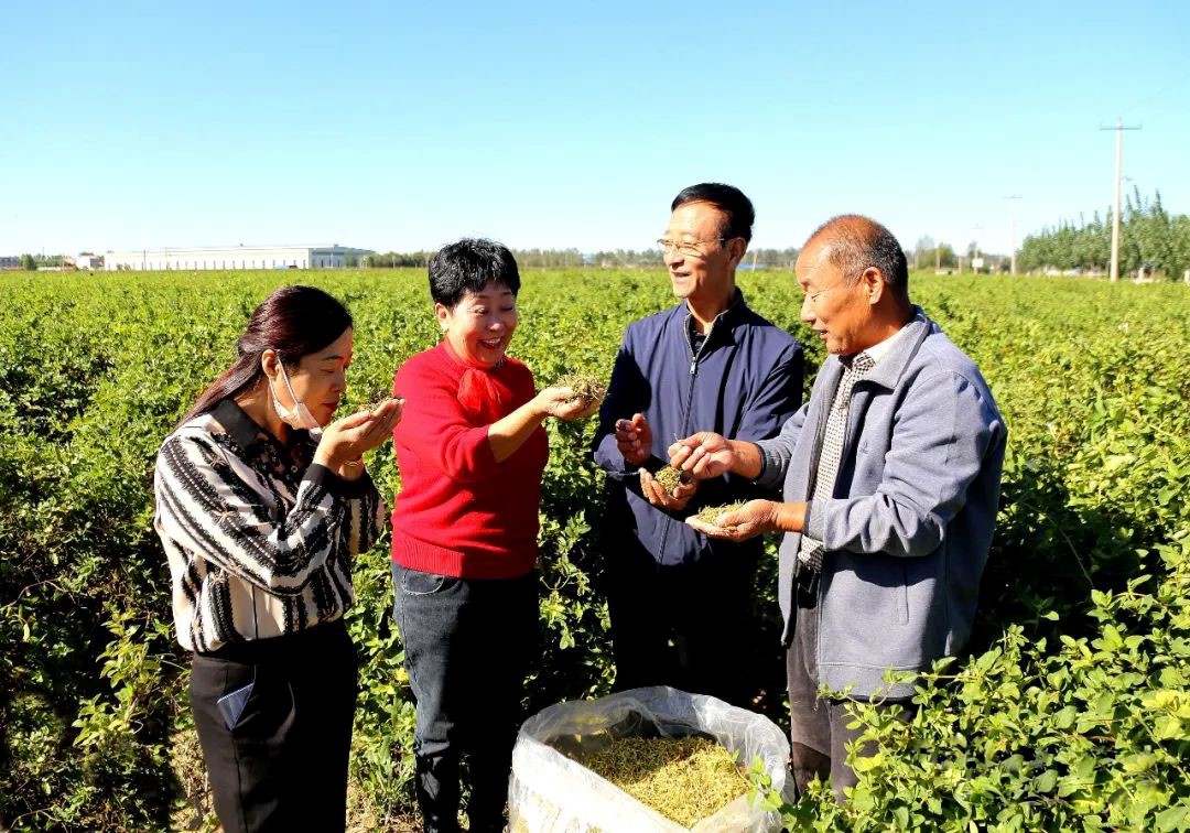 在盐山县金银花种植基地内,农场负责人向群众们介绍金银花作用。 盐山县宣传部供图