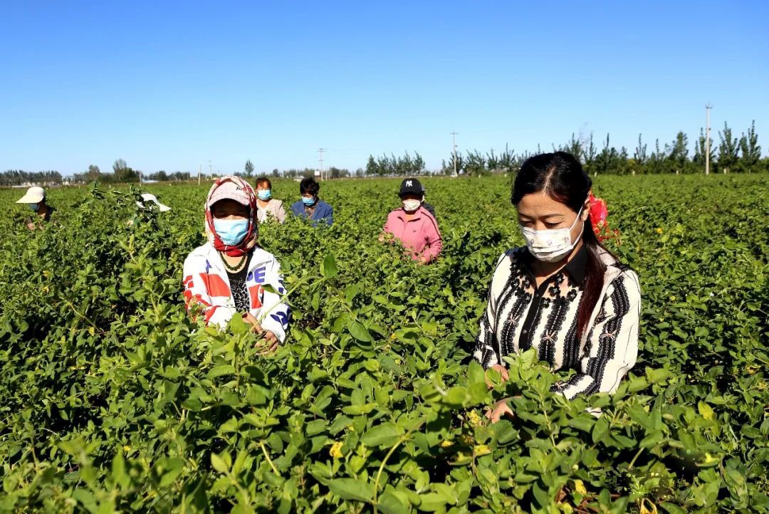 采摘现场，工人们忙碌着采摘成熟的金银花。 盐山县宣传部供图