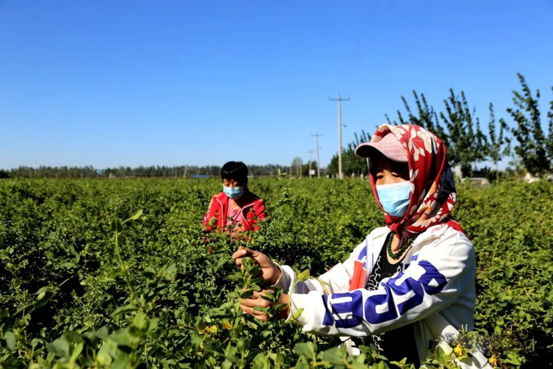 采摘现场,工人们忙碌着采摘成熟的金银花。 盐山县宣传部供图