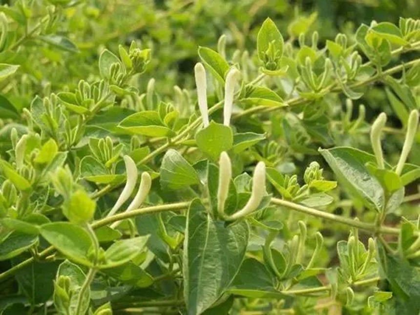 在盐山县金银花种植基地内,翠绿的秧苗长势喜人。 盐山县宣传部供图