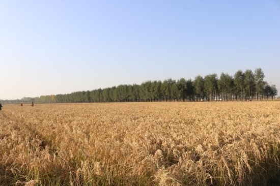 地下水位上升，正定县周家庄村100亩黑土地上种上了水稻。王建民摄