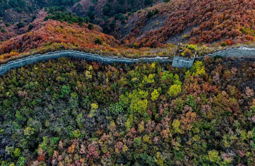 10月21日，秦皇島市海港區駐操營鎮董家口村的長城秋色（無人機照片）。 曹建雄攝