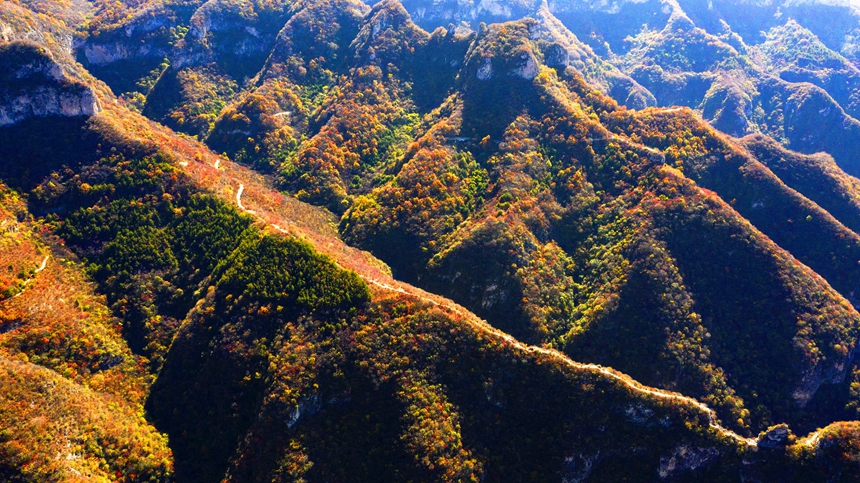 河北省涉县庄子岭红叶大峡谷秋景。 杨彦忠摄