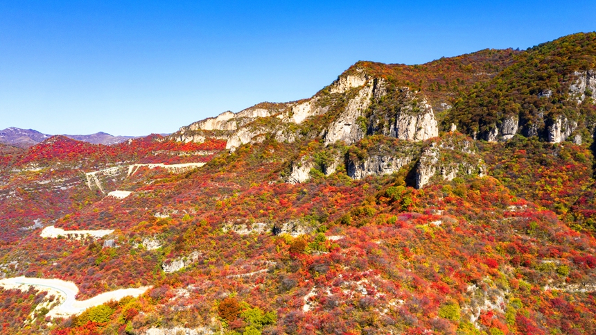 河北省涉县庄子岭红叶大峡谷秋景。 杨彦忠摄