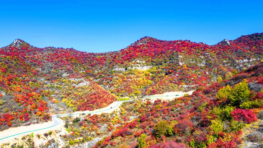 河北省涉县庄子岭红叶大峡谷秋景。 杨彦忠摄