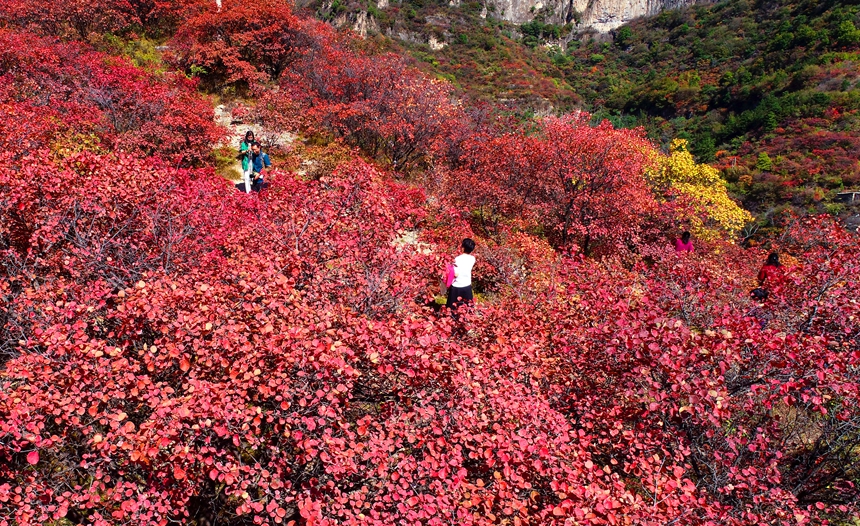 游客正在河北省涉县庄子岭红叶大峡谷观赏红叶。 杨彦忠摄