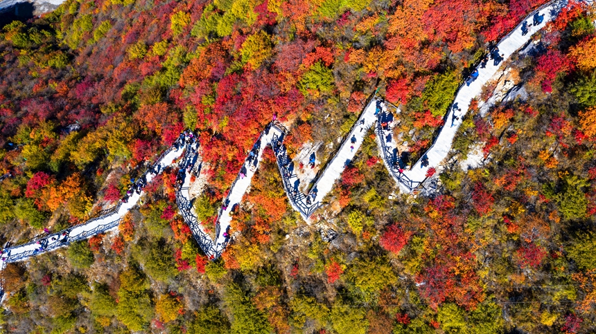 河北省涉县庄子岭红叶大峡谷秋景。 杨彦忠摄