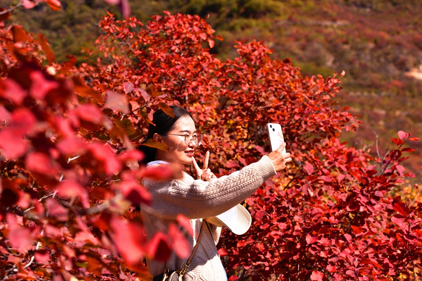 在河北省涉县庄子岭红叶大峡谷，游客观赏红叶自拍留念。 杨彦忠摄