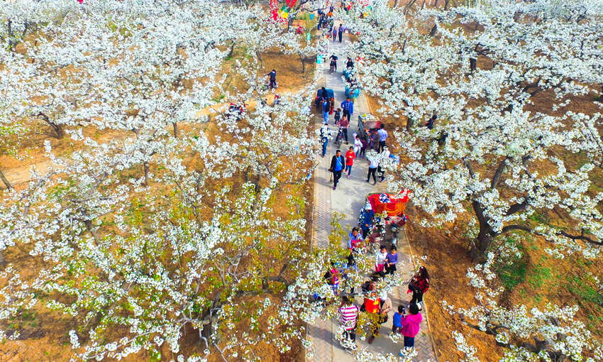 游客在河北魏县魏城镇东南温的梨花园内踏青赏花（资料图）。王洪超摄