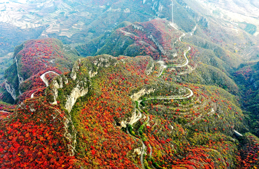 王硇村万亩红叶林（无人机拍摄）。 马健摄