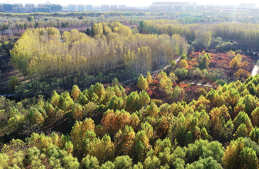 初冬时节，乐亭县古滦河生态公园内层林尽染的绚丽景色。 刘江涛摄