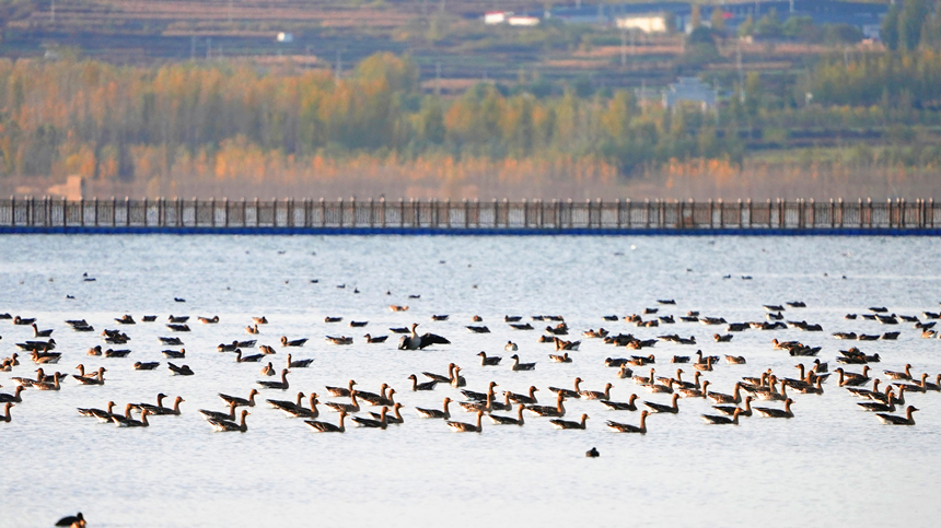 上万只国家二级保护动物大雁在溢泉湖面嬉戏越冬。 方文东摄