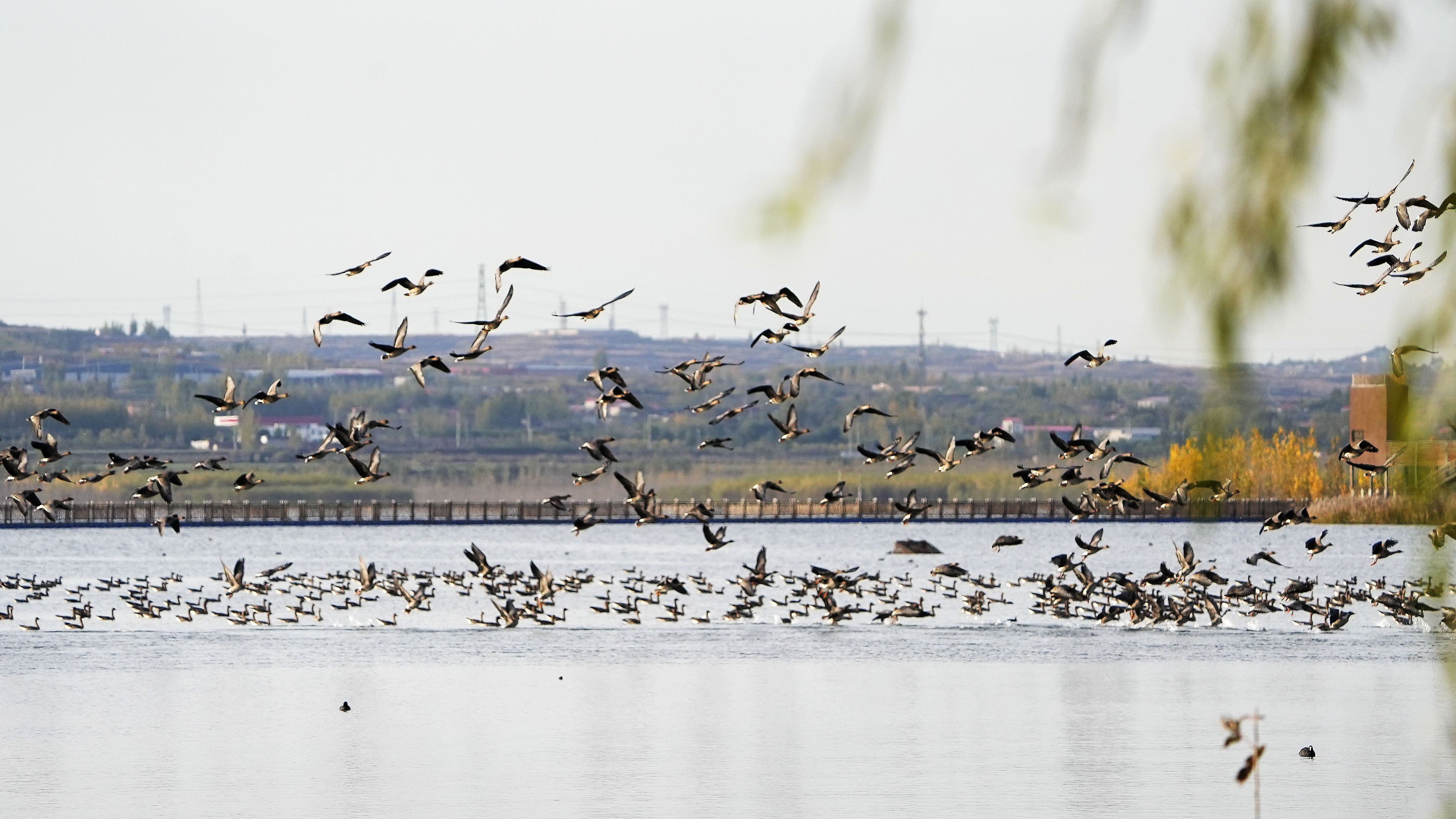 上万只国家二级保护动物大雁在溢泉湖面嬉戏飞翔。 赵飞飞摄