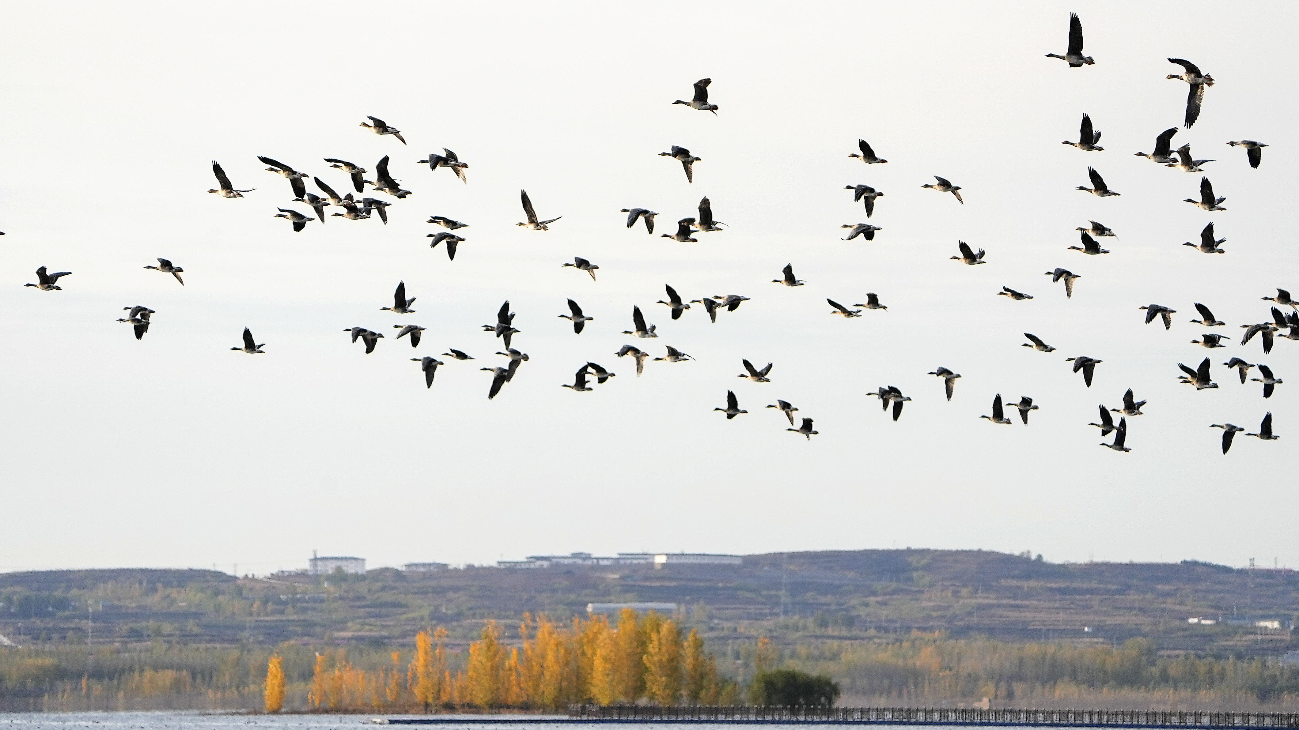 上萬隻國家二級保護動物大雁在溢泉湖天空中飛翔。 趙飛飛攝