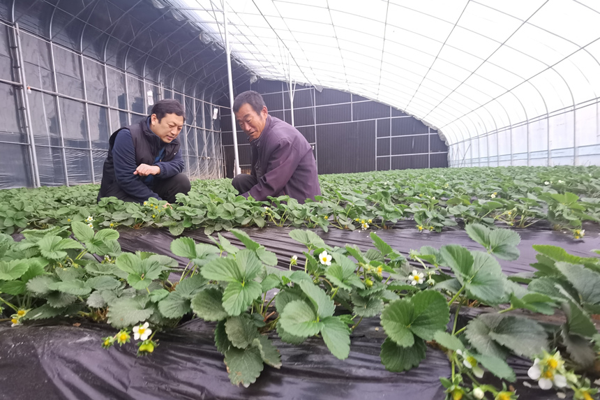 移民扶持项目温室大棚里的草莓已经开花坐果。 刘柯旋摄