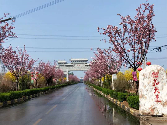 河北省石家庄市正定县吴兴村的樱花大道。 受访者供图