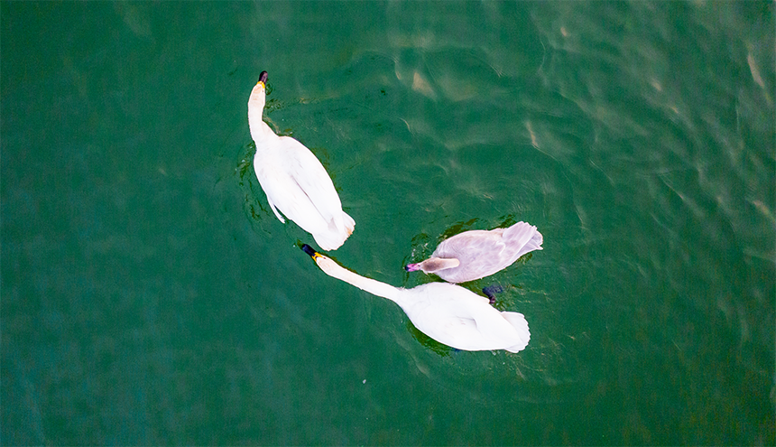 鵲山湖濕地迎來白天鵝遷徙“打卡”。 劉繼東攝