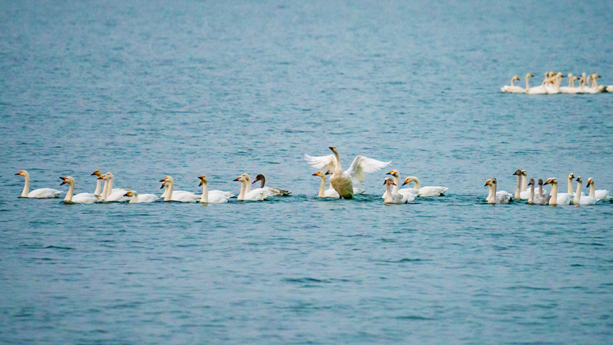 鵲山湖濕地迎來白天鵝遷徙“打卡”。 劉繼東攝