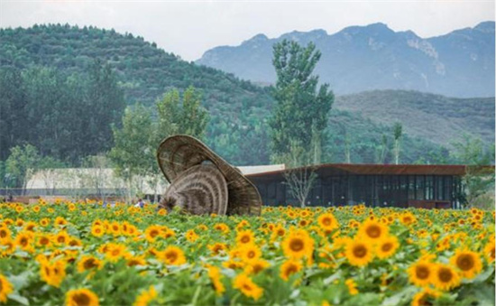 巨大草帽立于向日葵花海，艺术在乡野中生长。 易县县委宣传部供图