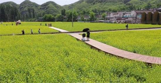 每年五月份，田岗村油菜花海引人入胜。 易县县委宣传部供图