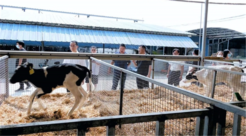  博野县新媒体联盟到兴农奶农合作社参观。 王红雨摄