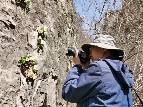 悬崖峭壁处拍摄记录缘毛太行花的形态。受访人供图
