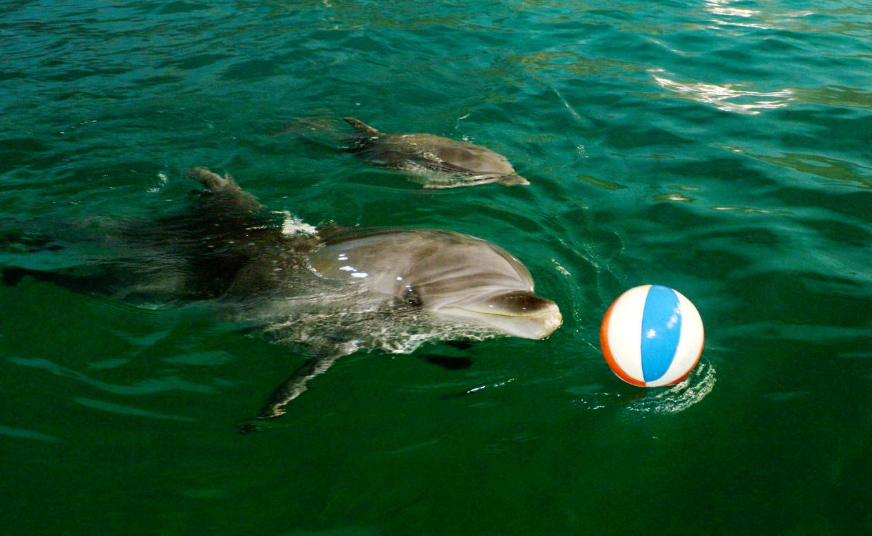 剛剛滿月的瓶鼻小海豚在媽媽帶領下快樂游玩。 張偉攝
