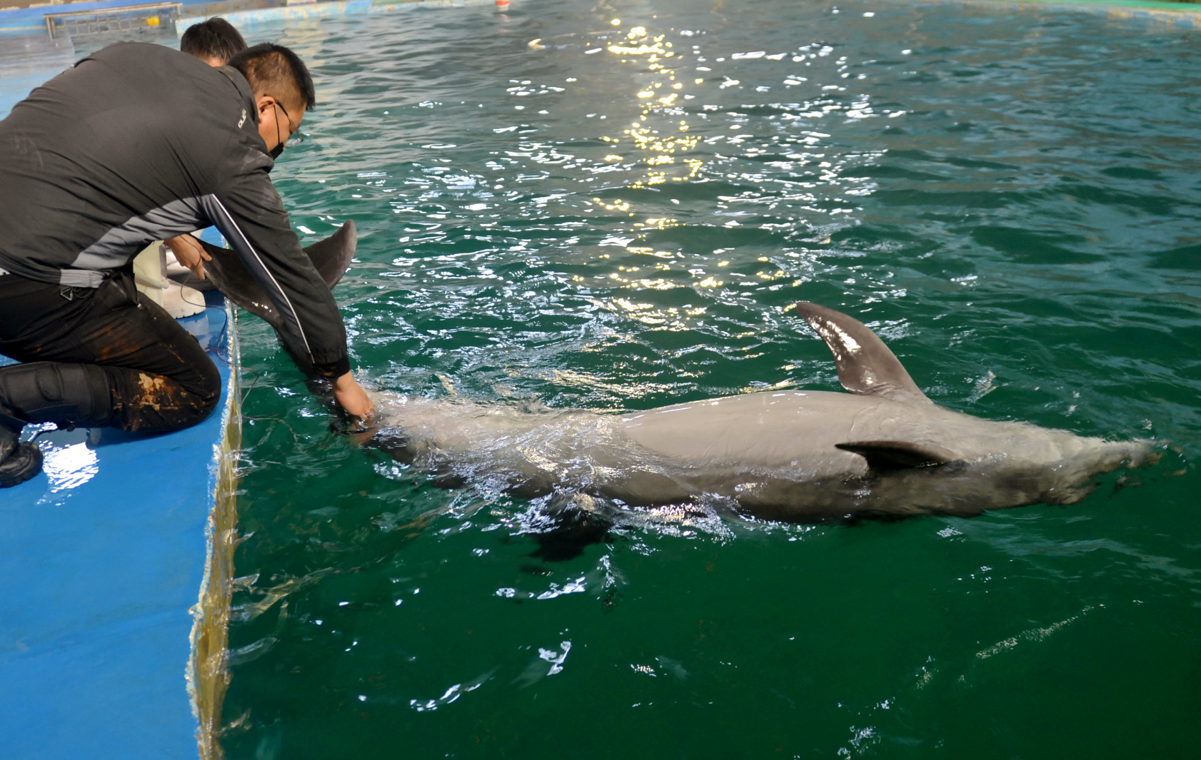 保育员正在为海豚妈妈测量体温。 张伟摄