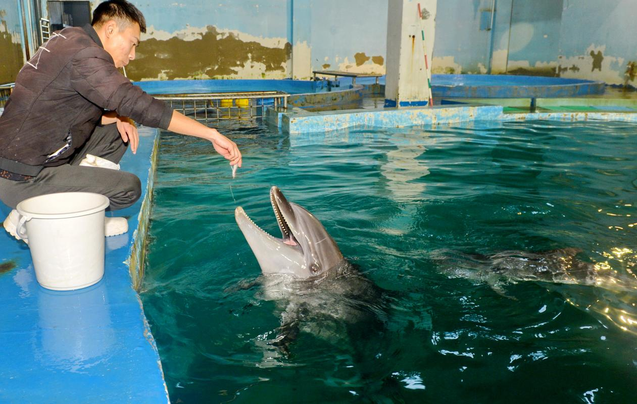 饲养员正在为瓶鼻海豚妈妈喂食，小海豚宝宝跟随其后。 张伟摄