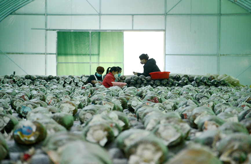 员工们正在菌菇培养大棚里接菌、码垛，培育新的菌菇。彭锦帅摄
