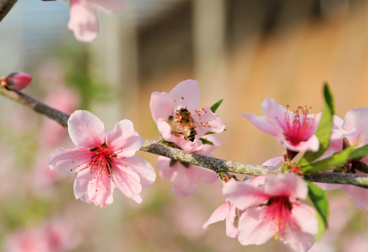 盛开的桃花引来蜜蜂。张明月摄