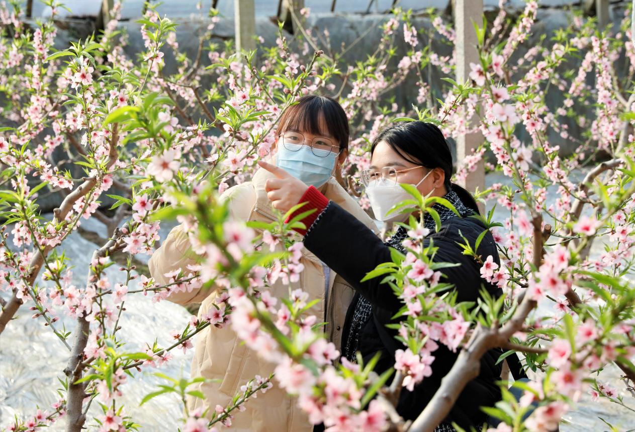 游客在顺平县的桃花种植温室大棚里赏花。 吴潇摄