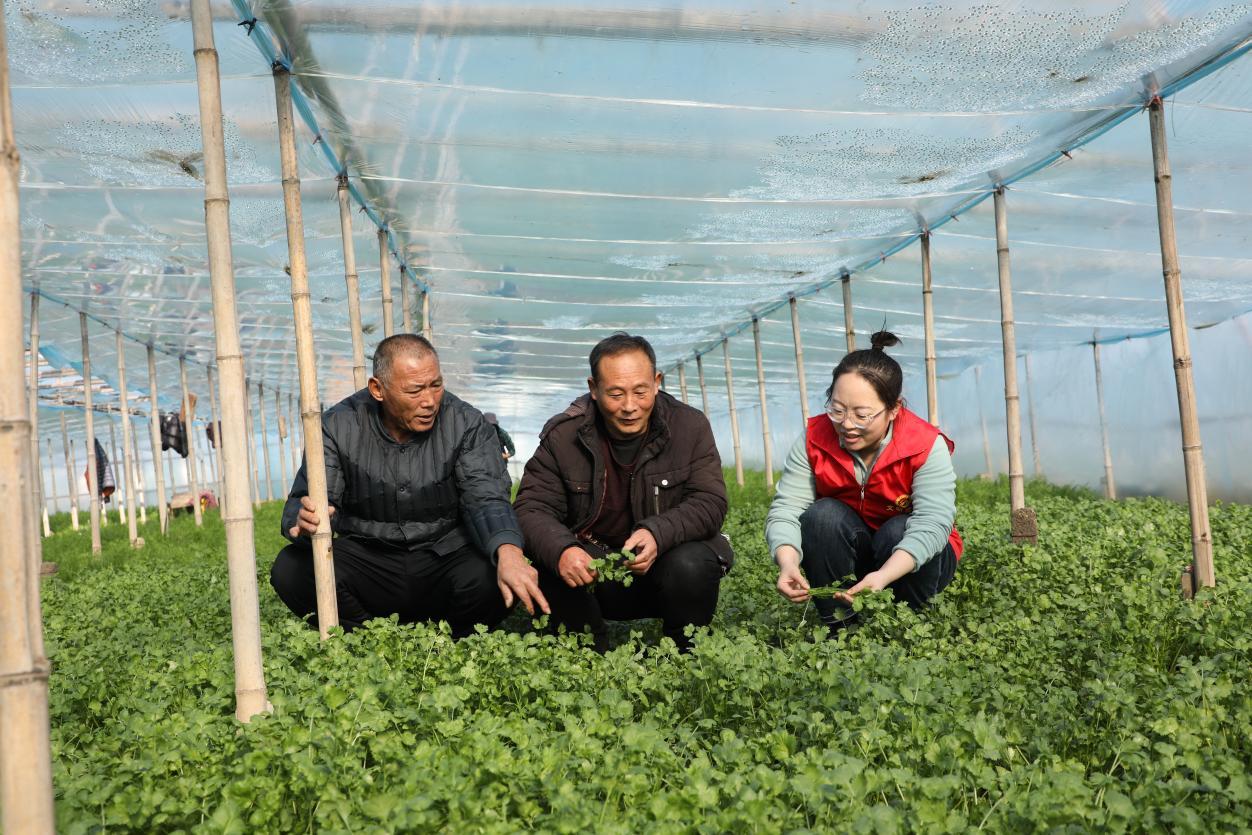 活动中，农技志愿服务小分队深入田间地头为农民讲解冬季蔬菜栽培技术。席雅文摄