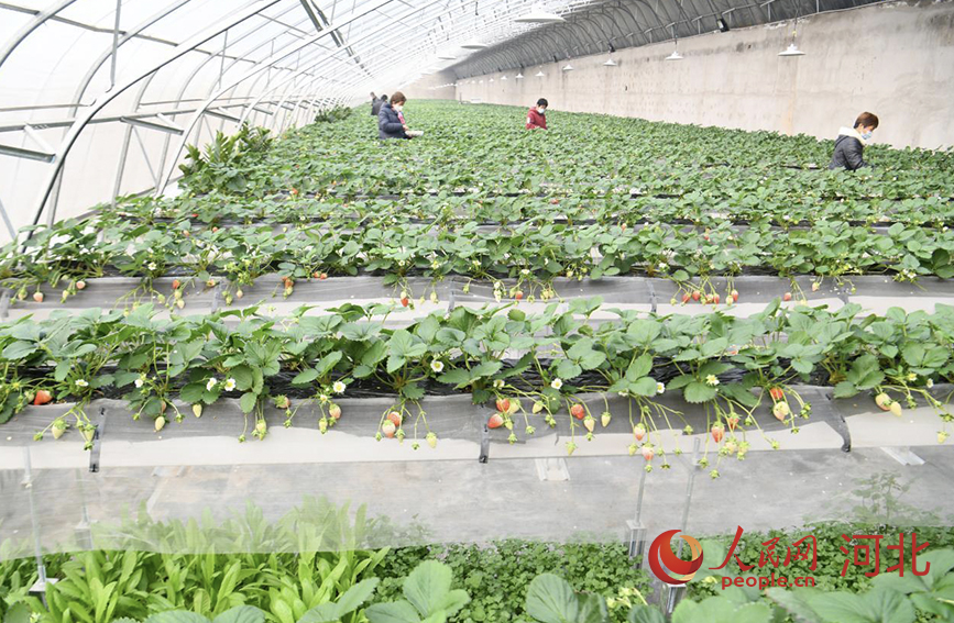 河北省广平县后南阳堡村草莓种植暖棚。 人民网 杨文娟摄